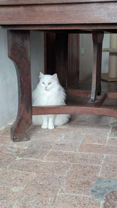 Bowie