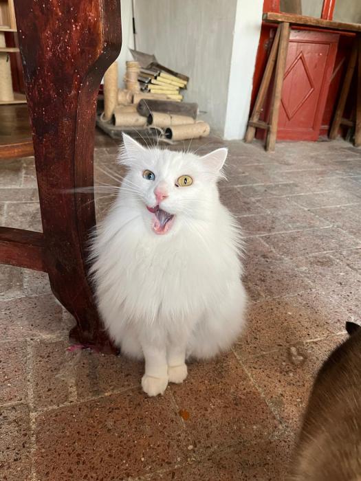 Bowie