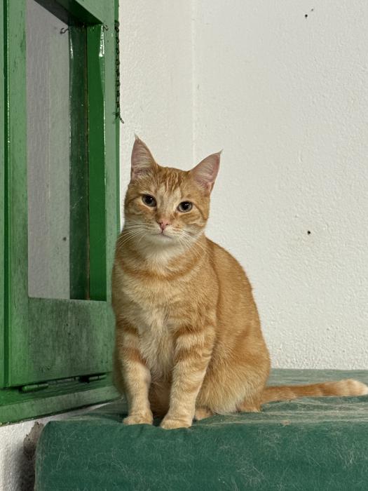 Gino
