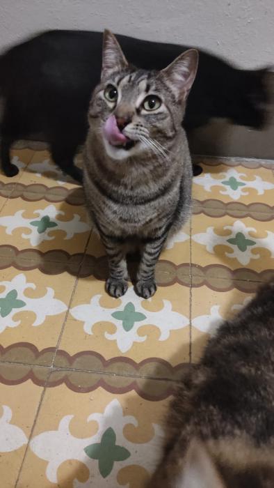 Fondant