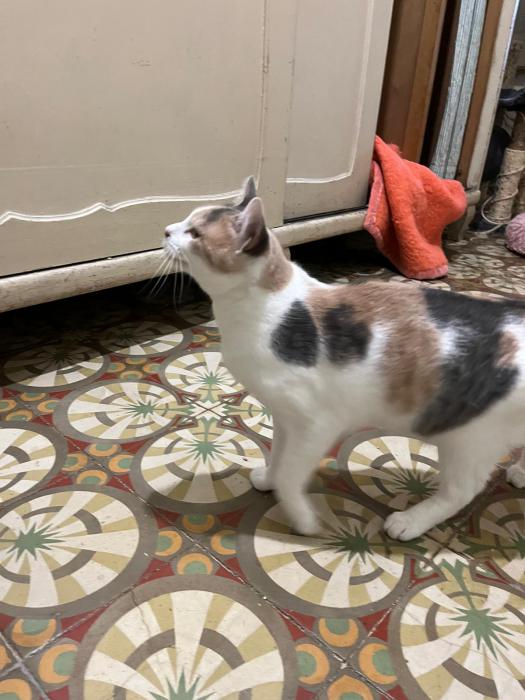 Piruleta