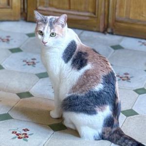 Piruleta