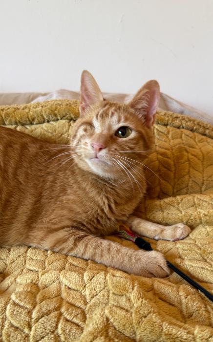 Swing