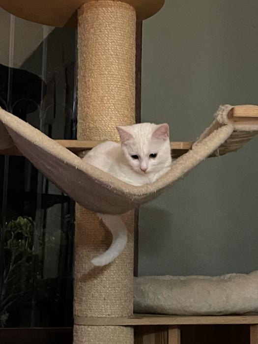Fúcsia