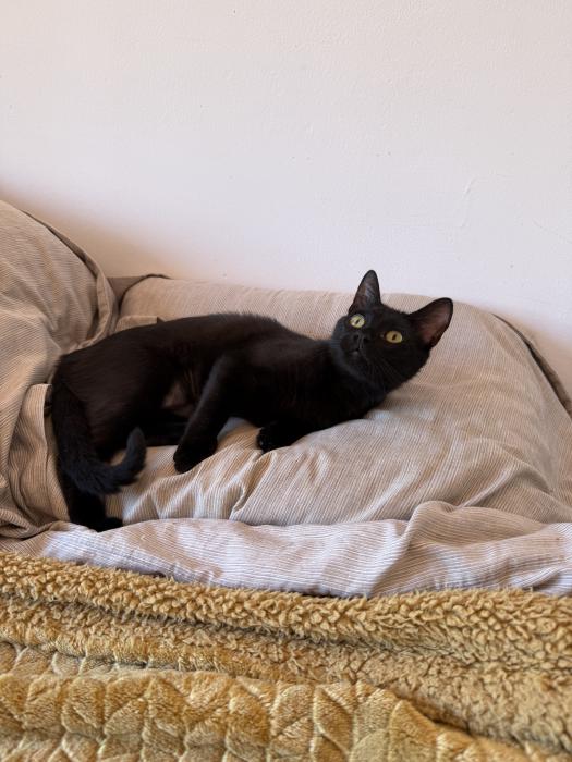 Tica
