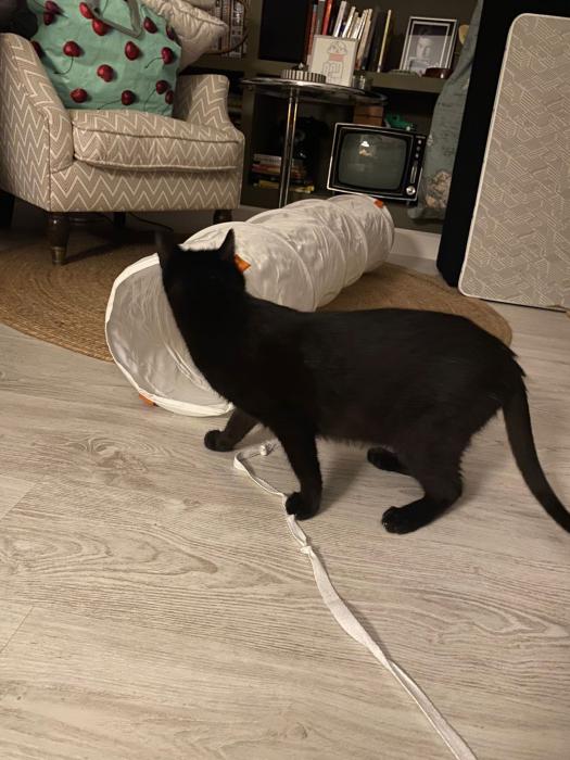 Mau