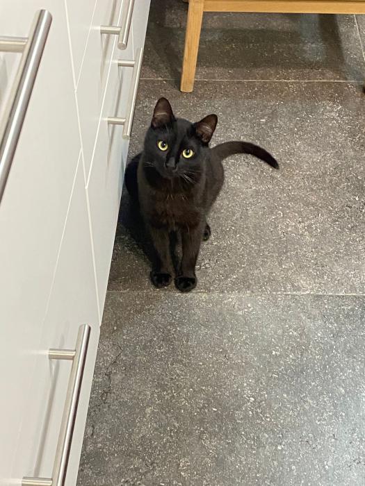 Mau