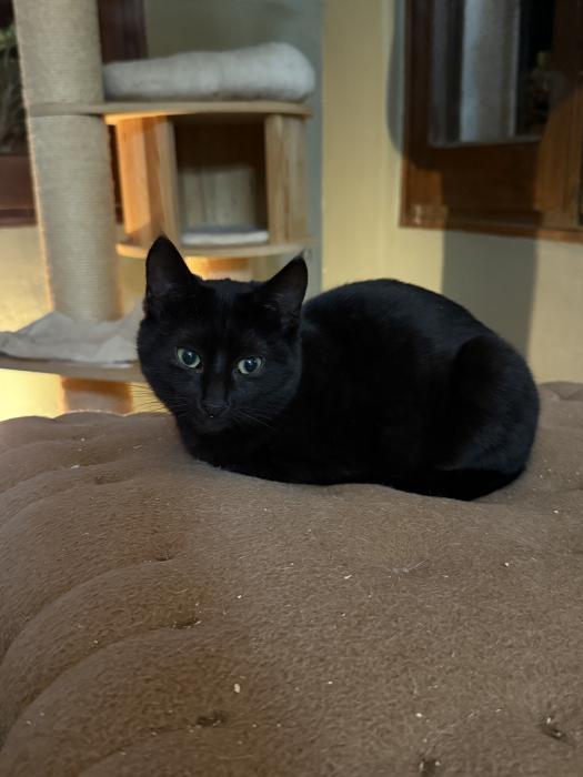 Mia