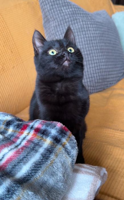 Mia