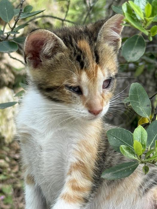 Pirueta