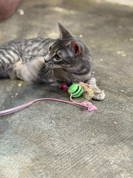 Milo