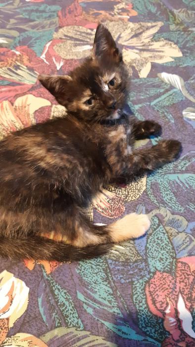Bella
