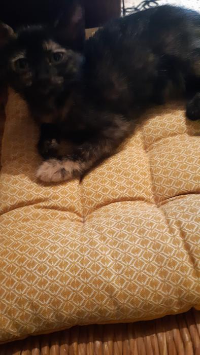 Lola