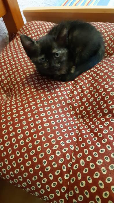 Lola