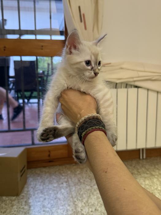 Escalè