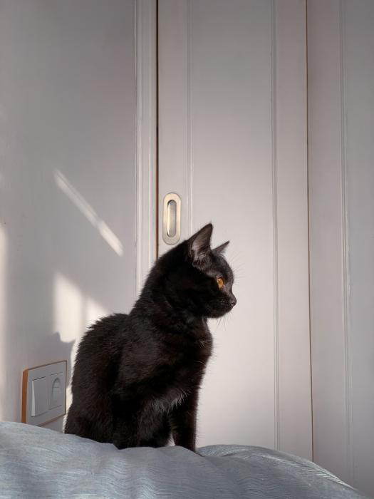 Boh&egrave;me