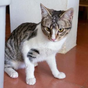 Neula